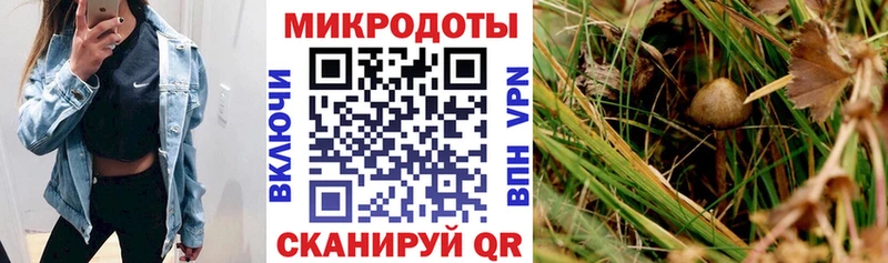 Галлюциногенные грибы GOLDEN TEACHER  купить наркоту  Беломорск 